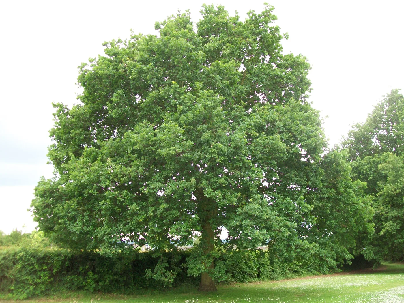 An English oak on the Hampson Park Tree Trail in Pin Green, where the final tree of the new trail will be planted
